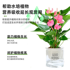 Comprimés de purification d'eau pour plantes hydroponiques Cpai, bouteille de 110g+10g pour le jardinage en serre intérieure - Product Image 3