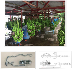 Garrucha para banano Flores y <span class=keywords><strong>palma</strong></span> africana Imagen - Product Image 3