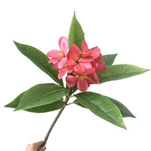 Nouvel Arrivage H-1006 – Fleurs Artificielles de Plumeria Rubra (<span class=keywords><strong>Frangipanier</strong></span>) pour Mariages, Événements, Décoration Tropicale <span class=keywords><strong>et</strong></span> Hôtels - Product Image 2