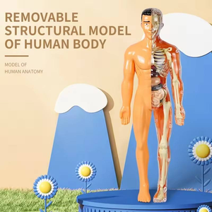Migliore vendita modello di anatomia del corpo umano modello di formazione dello scheletro degli organi del busto staccabile per l'insegnamento degli studenti della classe di studio - Product Image 3