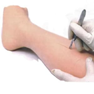 Uitgebreid model voor chirurgische vaardigheidstraining Geavanceerd chirurgisch hechtingsbeenmodel Training Anatomie Model Beenhechting - Product Image 1