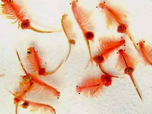 Producto para el cuidado de la piel Artemia Salina Extract POWDER PE GP4G 40% Powder Induce HSP70 - Product Image 4