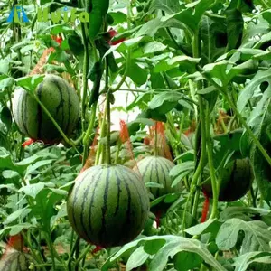 Fabrik Großhandel Gewächshaus Kunststoff Pflanze Wiege Melone Wassermelone Tomate