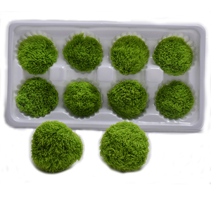 Hfloral Ingrosso <span class=keywords><strong>Fiori</strong></span> Stabilizzati Naturali Dianthus Green Ball 8 pz/scatola Lunga Durata 3-5 Anni Festa della Mamma Laurea - Product Image 1