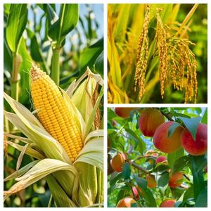 Engrais au zinc chélaté EDTA Zn 98% en poudre, haute solubilité, qualité agricole, EDTA ZnNa2 CAS 14025-21-9 - Product Image 2