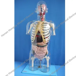 Model Anatomi Torso Transparan Manusia dengan Organ Internal