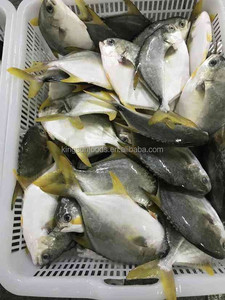 <span class=keywords><strong>Pomfret</strong></span> ปลาสีทองสด - Product Image 6