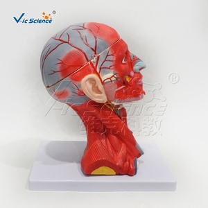 Muscles and <strong>Blood</strong> <strong>Vessels</strong> of the Head and Neck Attached <strong>to</strong> the <strong>Brain's</strong> Ten Components Anatomy Model PVC Material Model - Product Image 4