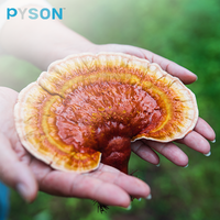 Poudre de Ganoderma Lucidum de Chine, extrait de champignon Reishi, polysaccharide