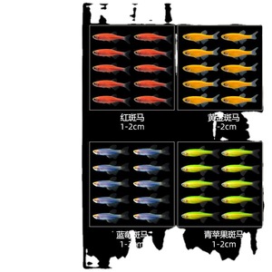 Peces cebra vivos de 1-3 cm, variedades coloridas para acuario. - Product Image 3