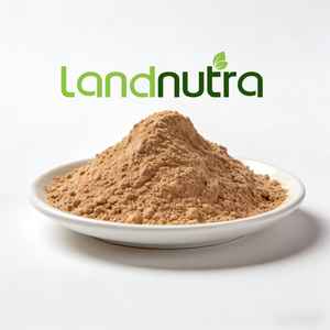 壁を破ったチャガ茸エキス 食品・サプリメント用 チャガ茸パウダー - Product Image 1