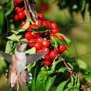 Rete Anti-Uccelli Commerciale per Voliere, Rotoli per Campi di Riso, Copertura Anti-Uccelli per Pollame, Reti Agricole e da Giardino Anti-Linnet - Product Image 4