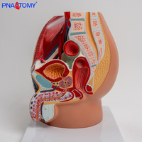 Modèle anatomique sagittal masculin adulte Système reproducteur et urinaire en plastique Assemblé Structure prostatique et pelvienne