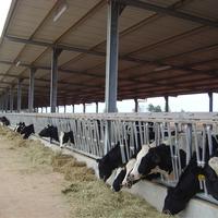 Structure en acier lourd de haute qualité à bas prix pour hangar à vaches/étable/poulailler/bergerie avec fabricant spécialisé dans la soudure