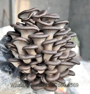 Shiitake champignon spawn log inoculation liquide machine champignon culture machine morel champignon inculateur machine - Product Image 6