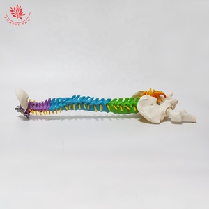 Modelo de columna vertebral humana de tamaño mediano FRT018 con pelvis, fémur, modelo de esqueleto de columna vertebral, modelo de columna vertebral de Color colgante Vertical - Product Image 4