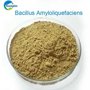 Çin fabrikadan 2024 toptan Bacillus amylofacifaciens OEM 25kg çanta