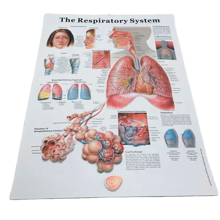 PVC de alta calidad anatómicos humanos CARTEL DE LA sistema respiratorio cartel