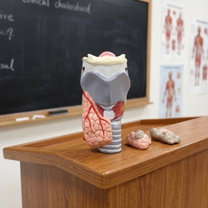 Modello Anatomico di Confronto Tiroideo Sano e Anormale, Due Esemplari per l'Esposizione della Struttura della Tiroide, Modello per Biologia Endocrina - Product Image 4