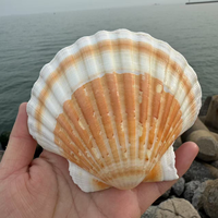 Coquille de pétoncle blanche naturelle polie, écologique, de 3,5 à 5 pouces, pour artisanat DIY, mariages sur la plage, peinture, fêtes sur le thème de l'océan, décoration intérieure