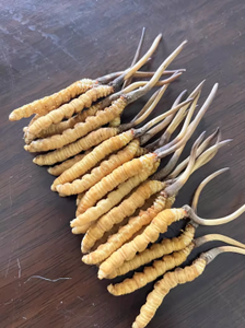 Cordyceps Sinensis, Hongo Oruga Chino al por Mayor, Cordyceps Natural Congelado y Seco, Cordyceps Longrich - Product Image 6