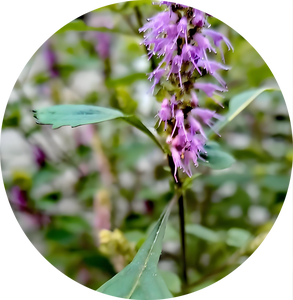 Bubuk Ekstrak <span class=keywords><strong>Elsholtzia</strong></span> <span class=keywords><strong>Ciliata</strong></span> Alami Murni Berkualitas Tinggi 10:1 Bubuk Larut Air <span class=keywords><strong>Elsholtzia</strong></span> <span class=keywords><strong>Ciliata</strong></span> Ekstrak Herbal Dari Cina - Product Image 2