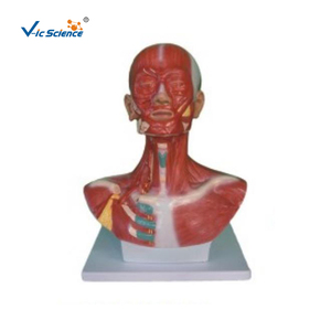 กายวิภาคของกะโหลกศีรษะมนุษย์กล้ามเนื้อศีรษะและลำคอ - Product Image 2