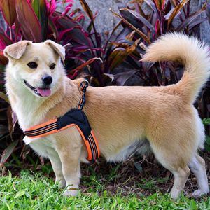 プルドッグハーネスなしBeejayペットハーネスベスト反射パッド入りフレンチブルドッグドッグハーネス - Product Image 2