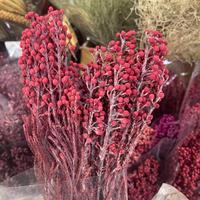 Fournisseur en gros unique d'agrumes corallins naturels préservés pour la décoration intérieure, les bouquets DIY et les arrangements de mariage