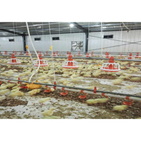 Gallinero Automatizado para Pollos de Engorde