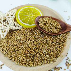 Suministro de fábrica Spray de alta calidad al por mayor grano <span class=keywords><strong>Amarillo</strong></span> Blanco Rojo Dorado cola de zorro híbrido perla mijo para la venta - Product Image 3