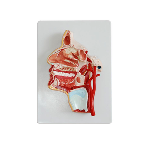 ADA 324 แบบจำลองกายวิภาคของศีรษะ-วิทยาศาสตร์การแพทย์ - Product Image 1