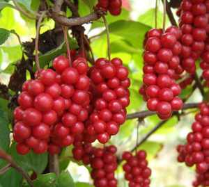 Extrait de Schisandra Chinensis/Extrait de Schisandra de <span class=keywords><strong>Rainbow</strong></span> Supply - Product Image 4