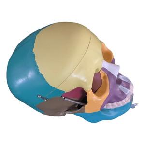 Science médicale enseignement anatomique <span class=keywords><strong>humain</strong></span> détachable taille réelle mannequin <span class=keywords><strong>3D</strong></span> couleur squelette cerveau tête os anatomie <span class=keywords><strong>crâne</strong></span> modèle - Product Image 5