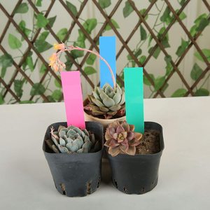 Mini étiquettes pour plante de <span class=keywords><strong>jardin</strong></span>, étiquettes pour pépinière et <span class=keywords><strong>jardin</strong></span>, étiquettes de semis, décoration de carte en plastique - Product Image 4