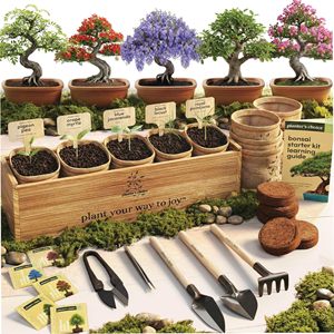 Kit <span class=keywords><strong>de</strong></span> démarrage pour bonsaï - <span class=keywords><strong>Cadeau</strong></span> unique pour les femmes et les hommes - Plante vivante d'intérieur - Kit <span class=keywords><strong>de</strong></span> bricolage pour les amateurs <span class=keywords><strong>de</strong></span> jardinage - Product Image 1