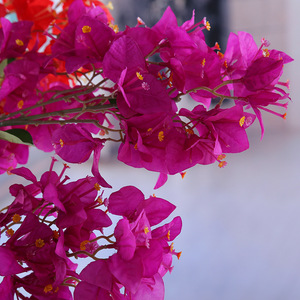 Flores artificiales <span class=keywords><strong>de</strong></span> seda para decoración <span class=keywords><strong>de</strong></span> boda, ramas artificiales <span class=keywords><strong>de</strong></span> Bougainvillea, gran oferta - Product Image 4