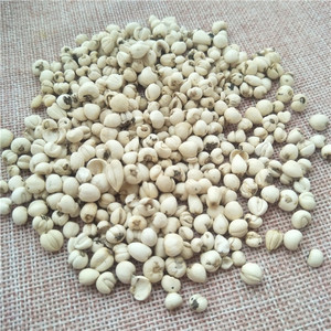 Hierba China Chuan Bei <span class=keywords><strong>Mu</strong></span>, Fritillaria Cirrhosa Seca, Bulbo de Fritillaria Cirrhosa de Alta Calidad - Product Image 4