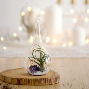 Plante suspendue en verre, support pour fougère aérienne, terrarium, vase suspendu, décoration de Noël pour <span class=keywords><strong>la</strong></span> maison, idée cadeau, écologique - Product Image 3