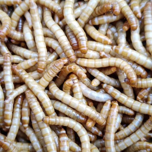 Maggots dry locusts dry crickets dry bird food
