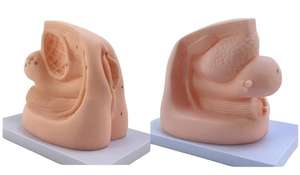 แบบจำลองการสอนทางการแพทย์: แบบจำลองการใส่สายสวนปัสสาวะหญิงสำหรับการฝึกอบรมทางพยาบาลและทางการแพทย์ - Product Image 3