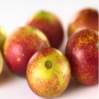 Extrait de Camu Camu en poudre de qualité alimentaire conforme aux normes GMP, 5%-25% de vitamine C, extrait par solvant, 100% soluble dans l'eau, 80 Mesh, en fût