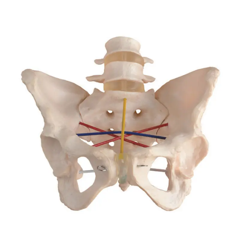 Medical Science Life-size PVC Human Skeleton Anatomy Pelvimetry Demonstration Model