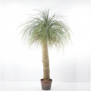Venta al por mayor Artificial Dracaena Marginata Tree UV Protected Uso al aire libre Alturas personalizadas 1,5-4M OEM aceptado - Product Image 4