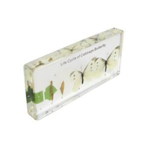 Ciclo de vida del espécimen incrustado de resina de mariposa repollo para enseñanza - Product Image 6