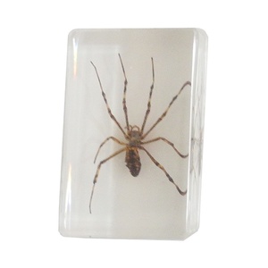 La enseñanza de la exposición Real de resina integrado muestra araña muestra - Product Image 1