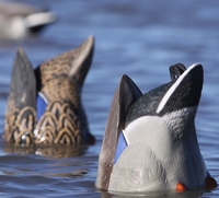 Décoy de chasse réaliste en plastique imperméable en forme de fesses de canard, ornement de jardin pour pelouse extérieure
