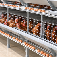 Équipement d'élevage avicole en cage automatique pour poulets de chair en gros pour ferme avicole commerciale