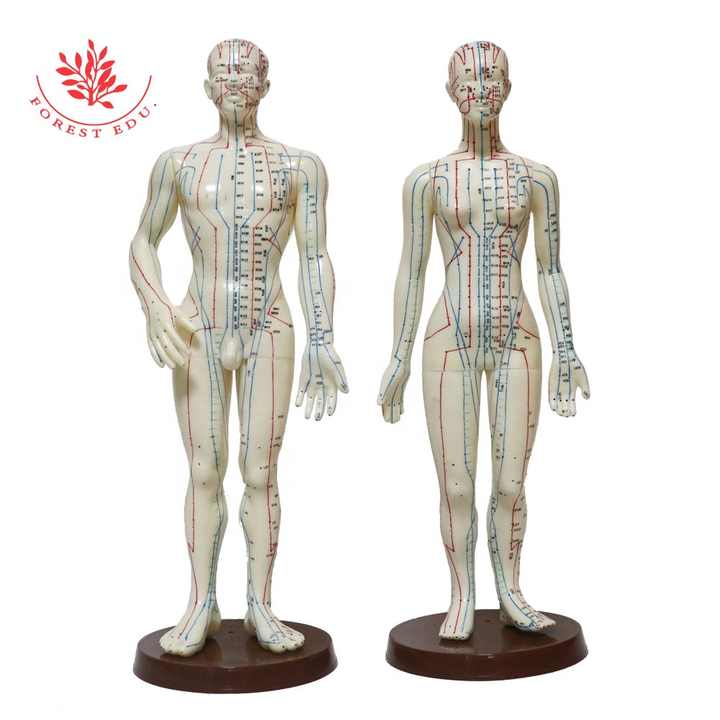 50cm Acupuncture Model Male Human - Clear English String Code Needle ...