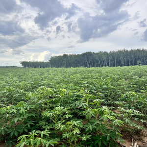 FEUILLE DE MANIOC CONGELÉE DE HAUTE QUALITÉ - Product Image 1